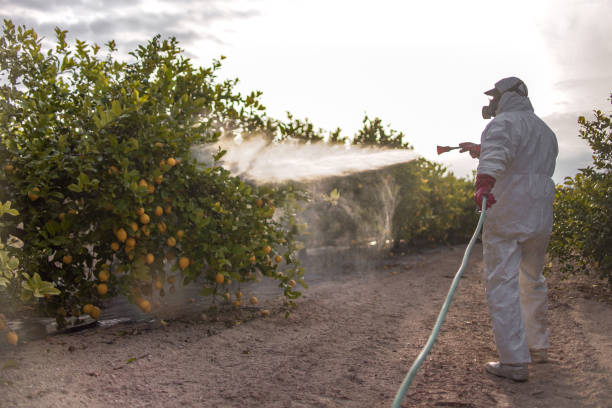 Best Bed Bug Extermination  in Golden Hills, CA