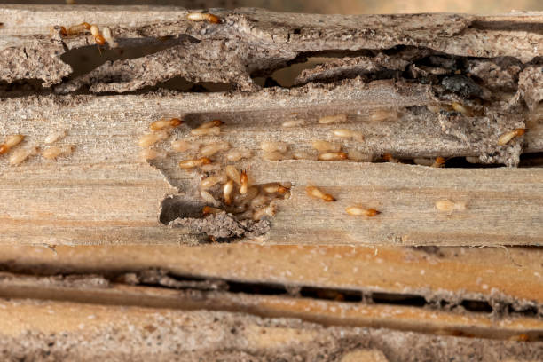 Best Local Pest Control Services  in Golden Hills, CA