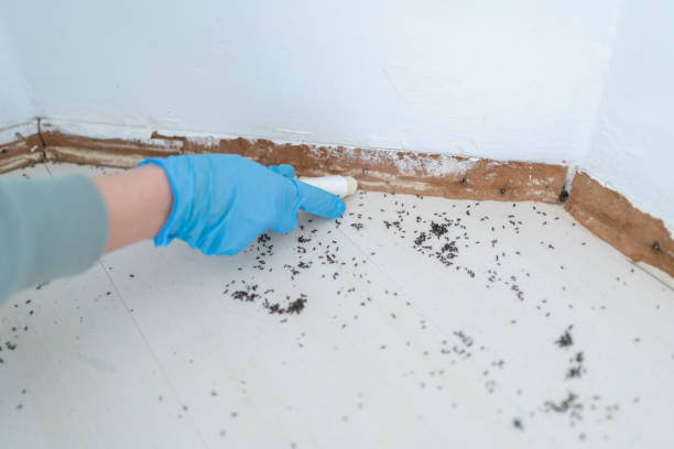 Best Emergency Pest Control  in Golden Hills, CA